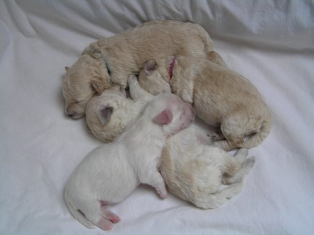 Dorly štěňátka B 11. den